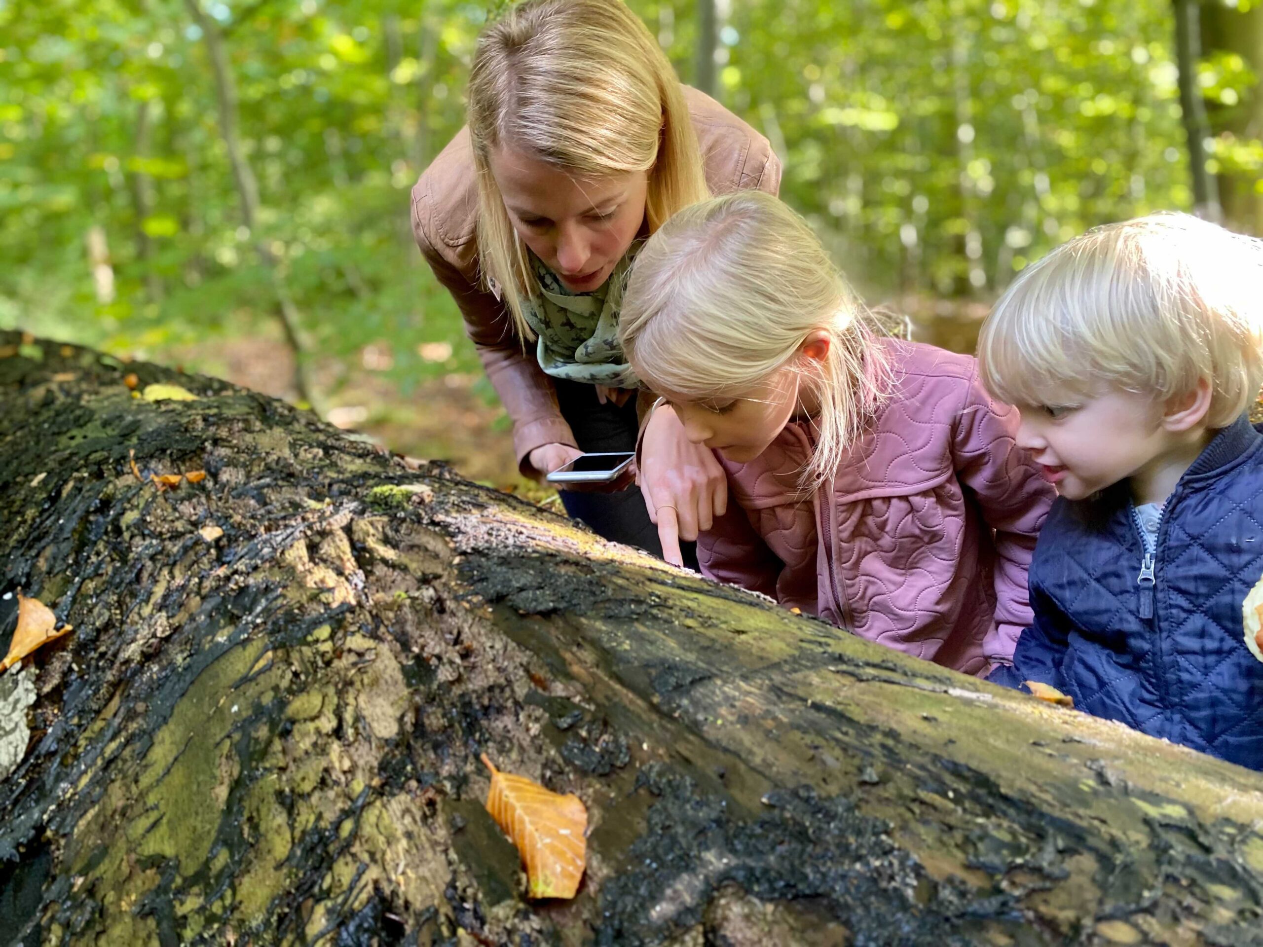 Kvinde med børn undersøger træstamme